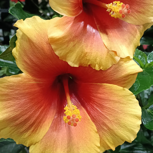 Hibiscus rosa-sinensis HibisQs® 'New Apollo Bicolor'