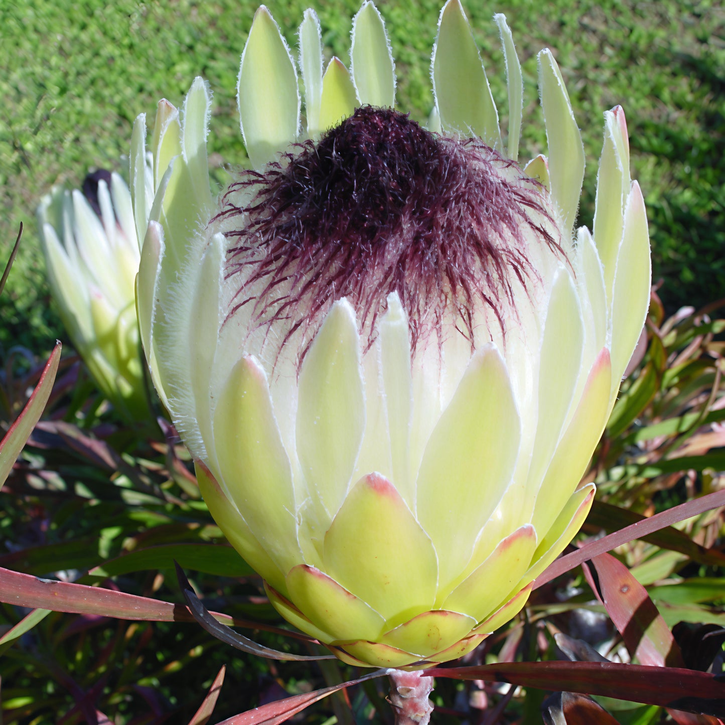 Protea longifolia (Long-leaf Sugarbush) S009
