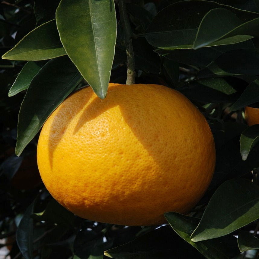 Citrus x natsudaidai (Beni Amanatsu)