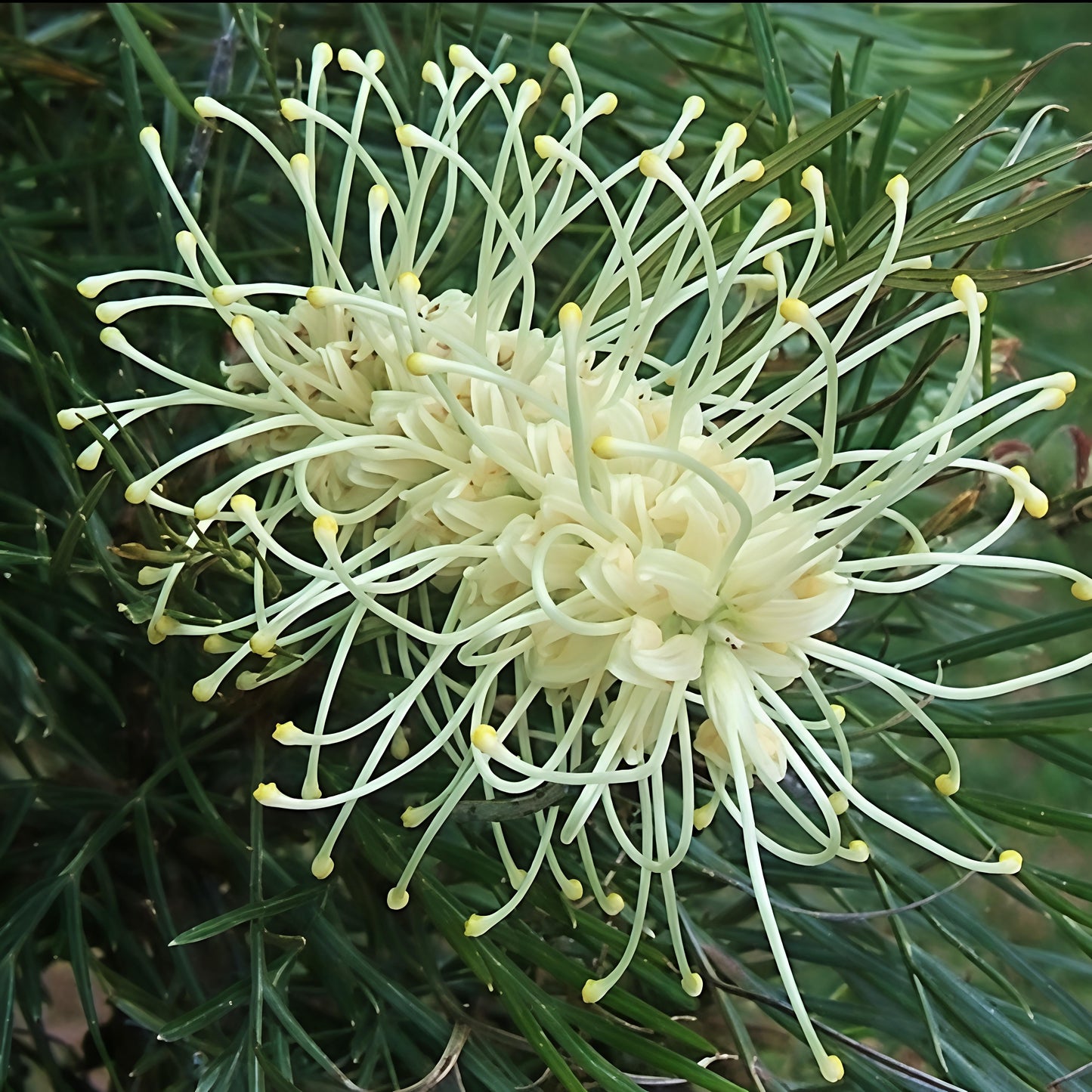 Grevillea 'Cream & Green' (Spider Flower) S007