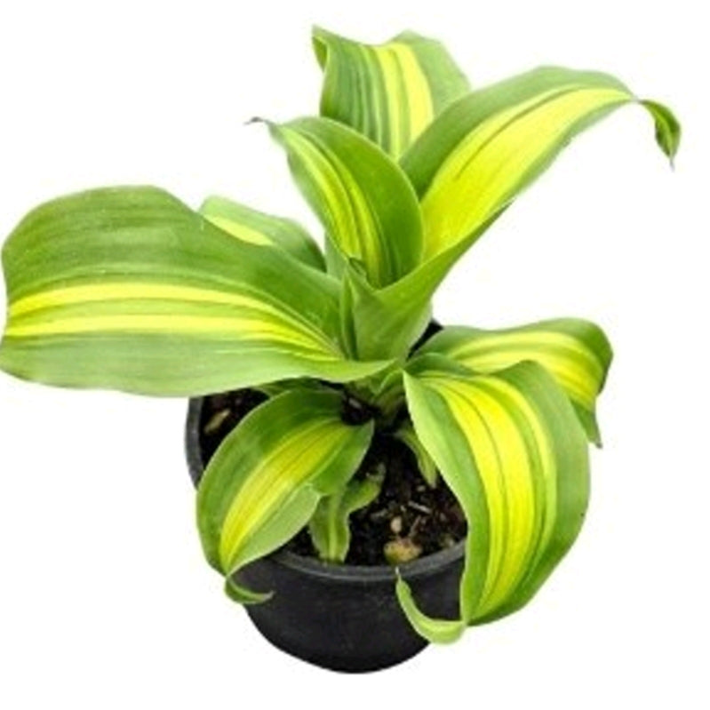Dracaena fragrans cv. Massangeana 'Gold Cord' (Cornstalk Dracaena)