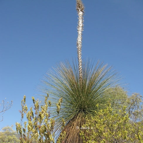 Dasylirion quadrangulatum (Mexican Grass Tree)