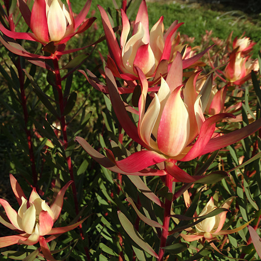 Leucadendron 'Blush of Dawn' (Conebush)