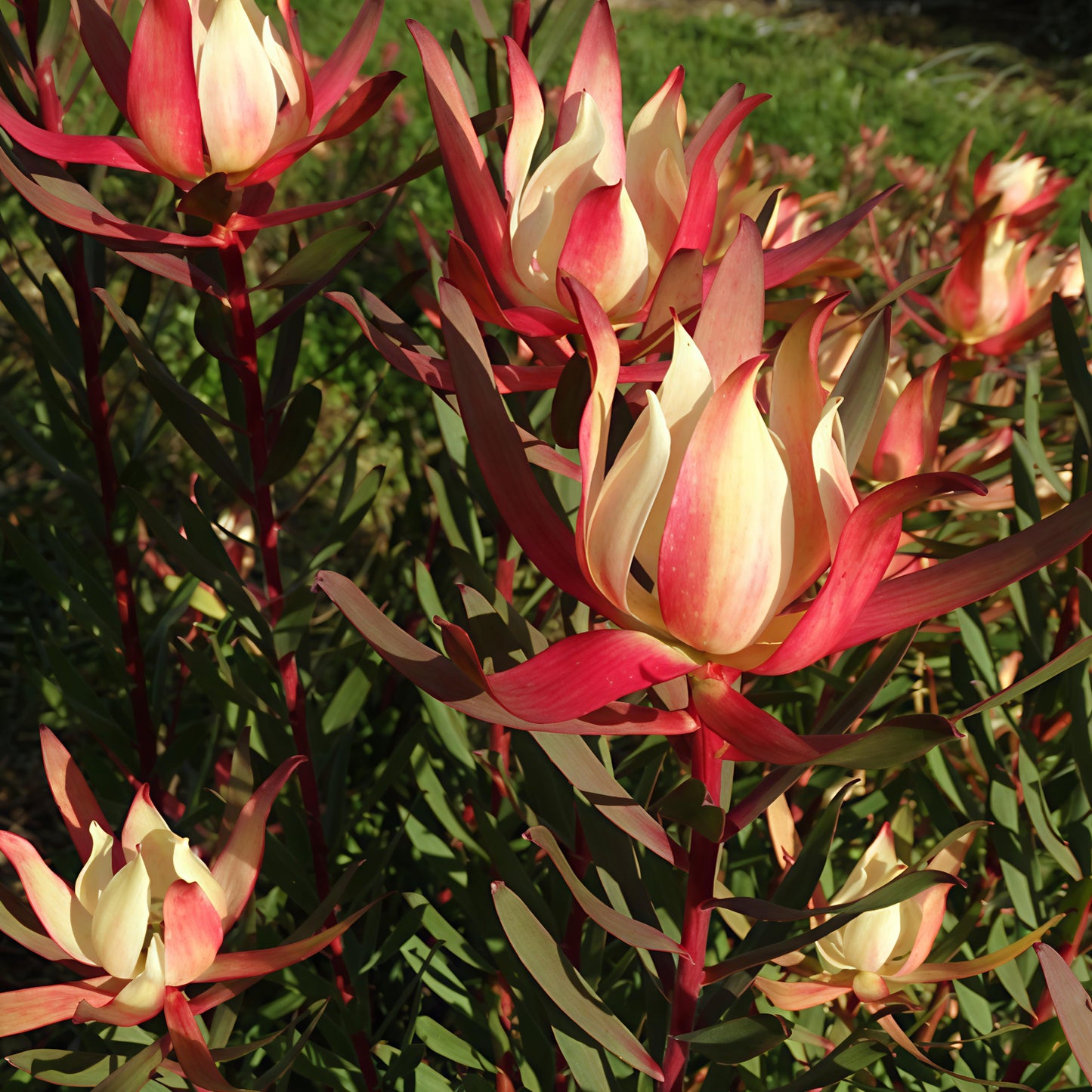 Leucadendron 'Blush of Dawn' (Conebush) Pikirangi Online Garden Centre
