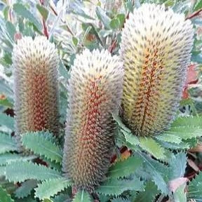 Banksia ornata 'Grey' (Desert Banksia, Yelakut) Pikirangi