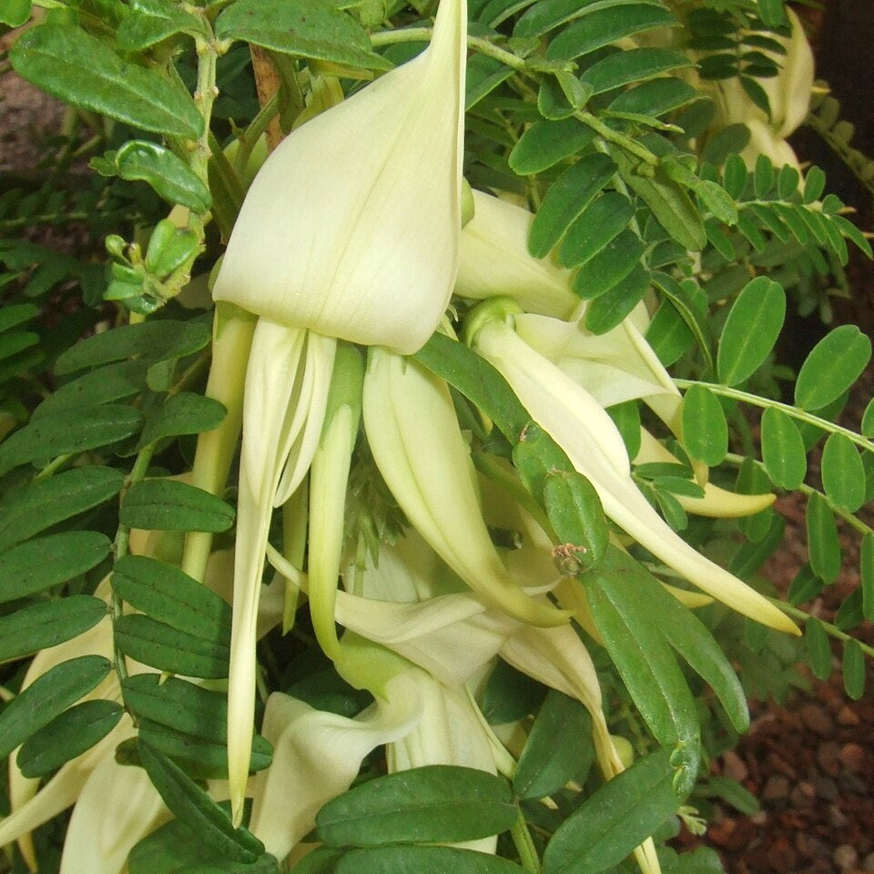 Clianthus puniceus 'Albus' (Kākā Beak, Ngutukākā)