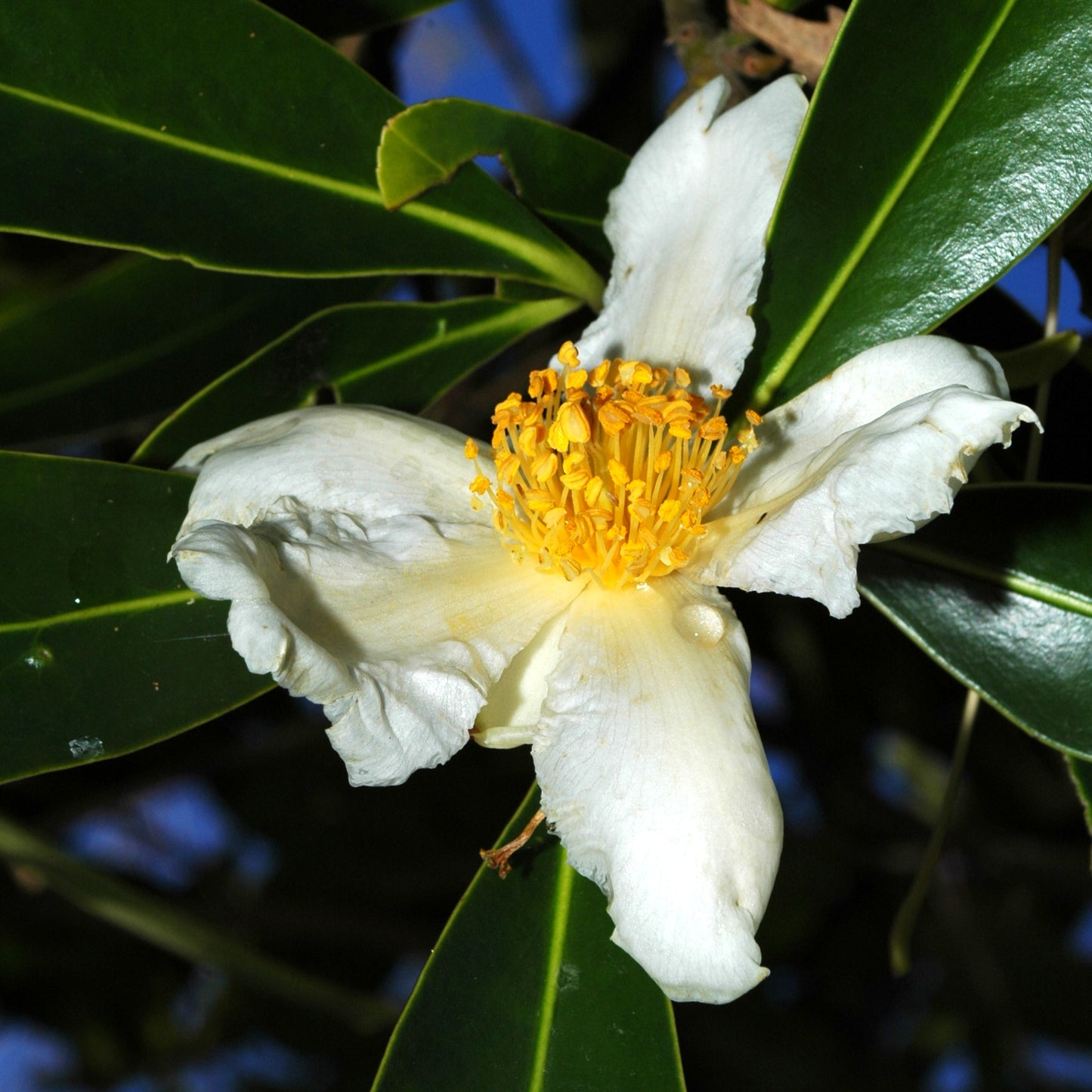 Polyspora axillaris (Fried Egg Tree)