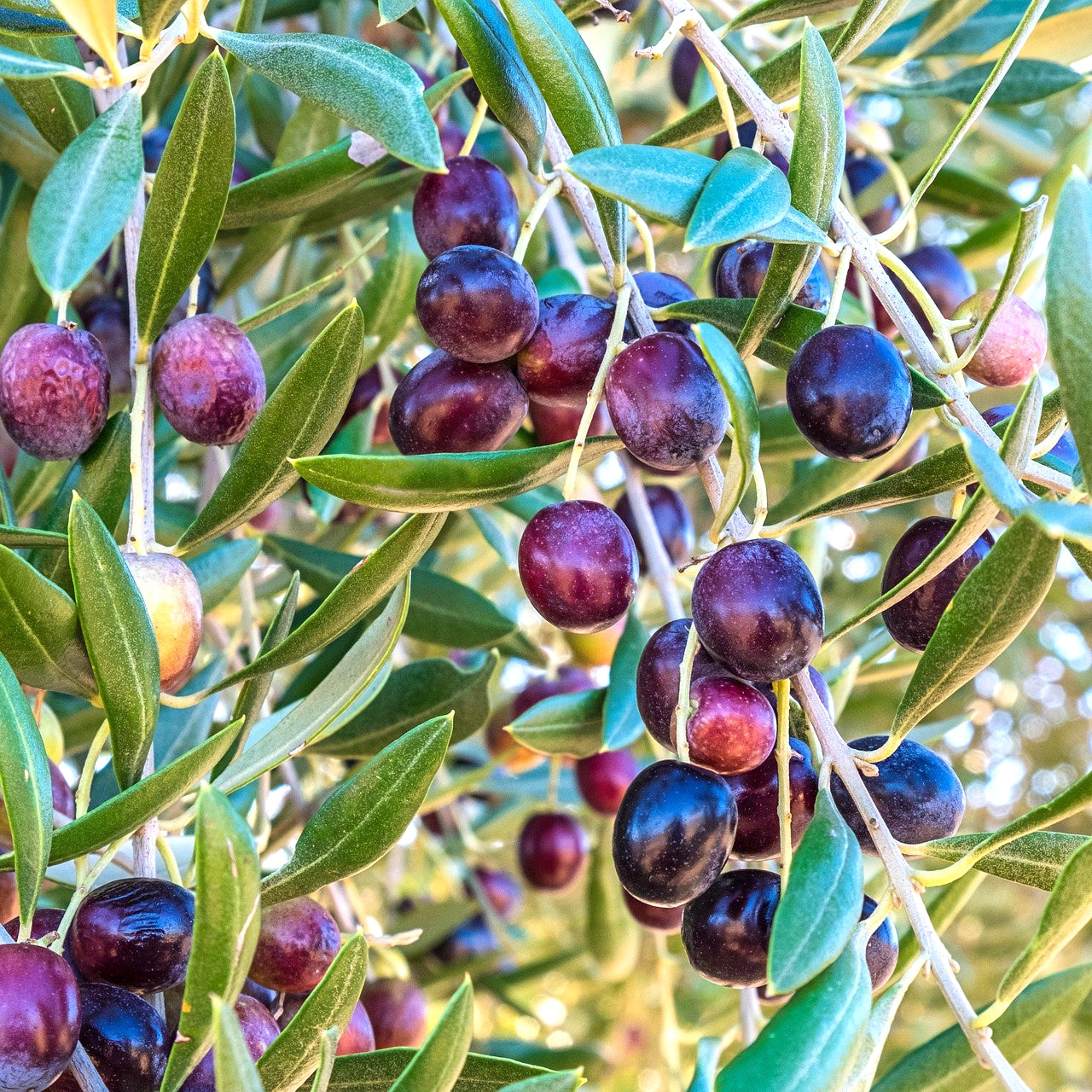 Olea europea 'Leccino' (Olive) S002