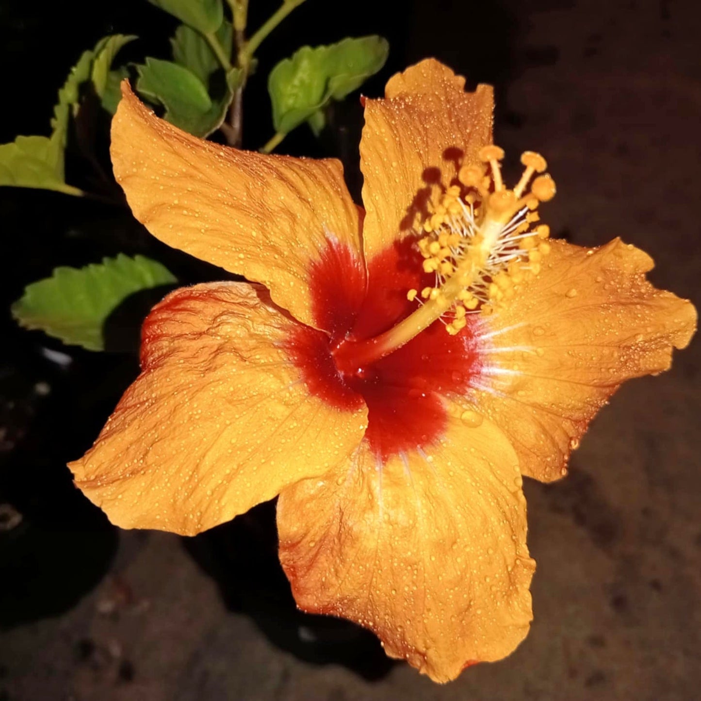 Hibiscus x rosa-sinensis 'Tropical Peach' (Peach Hibiscus) Pikirangi
