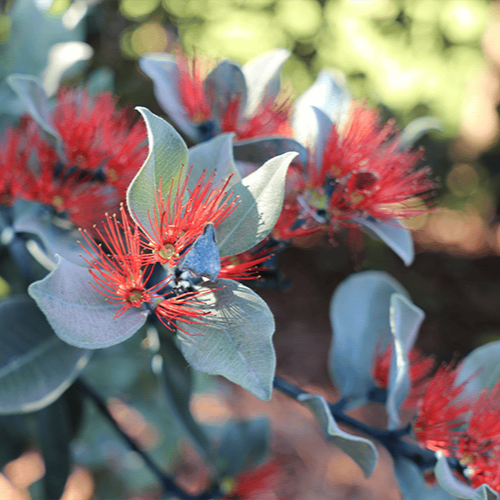 Metrosideros collina 'Velvet Sky' (Pacific Rātā) S001