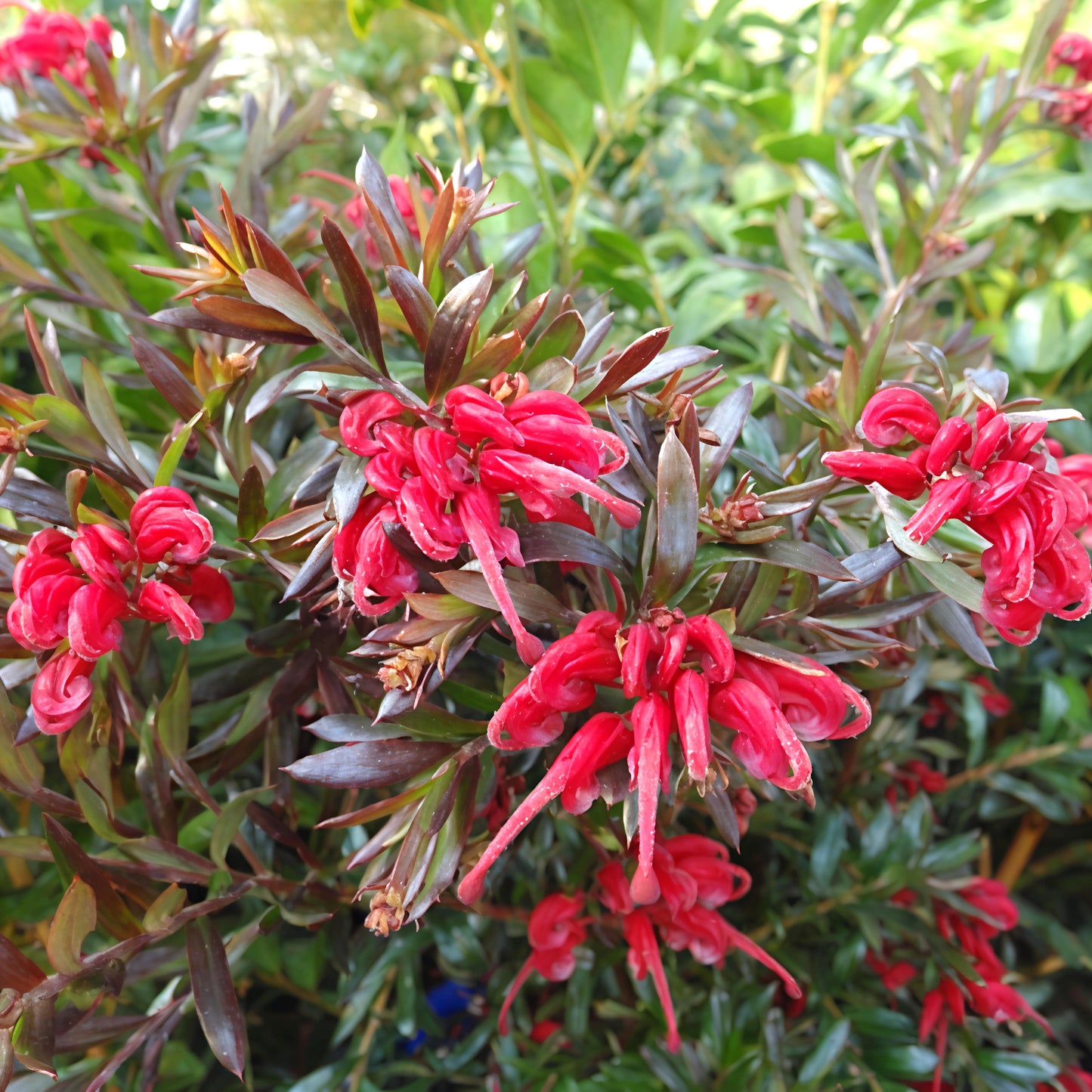 Grevillea 'Red Cluster' (Spider Flower) Pikirangi