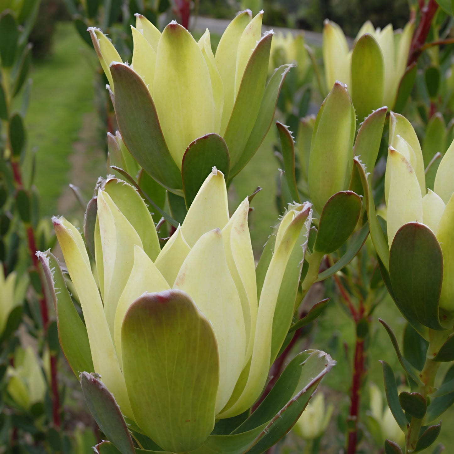 Leucadendron discolor 'Cream Supreme' ♀ (Piketberg Conebush) S002