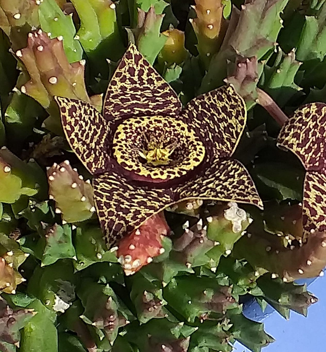 Orbea variegata (Star Flower) Pikirangi Online Garden Centre