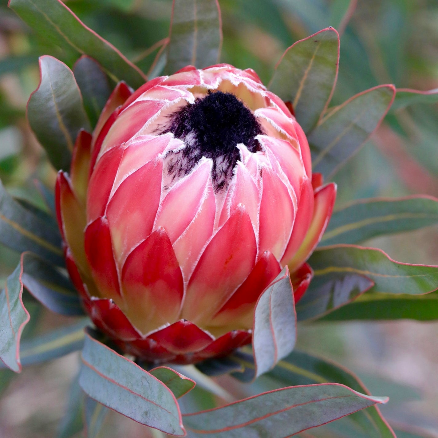 Protea 'Possum Magic' (Queen Protea)