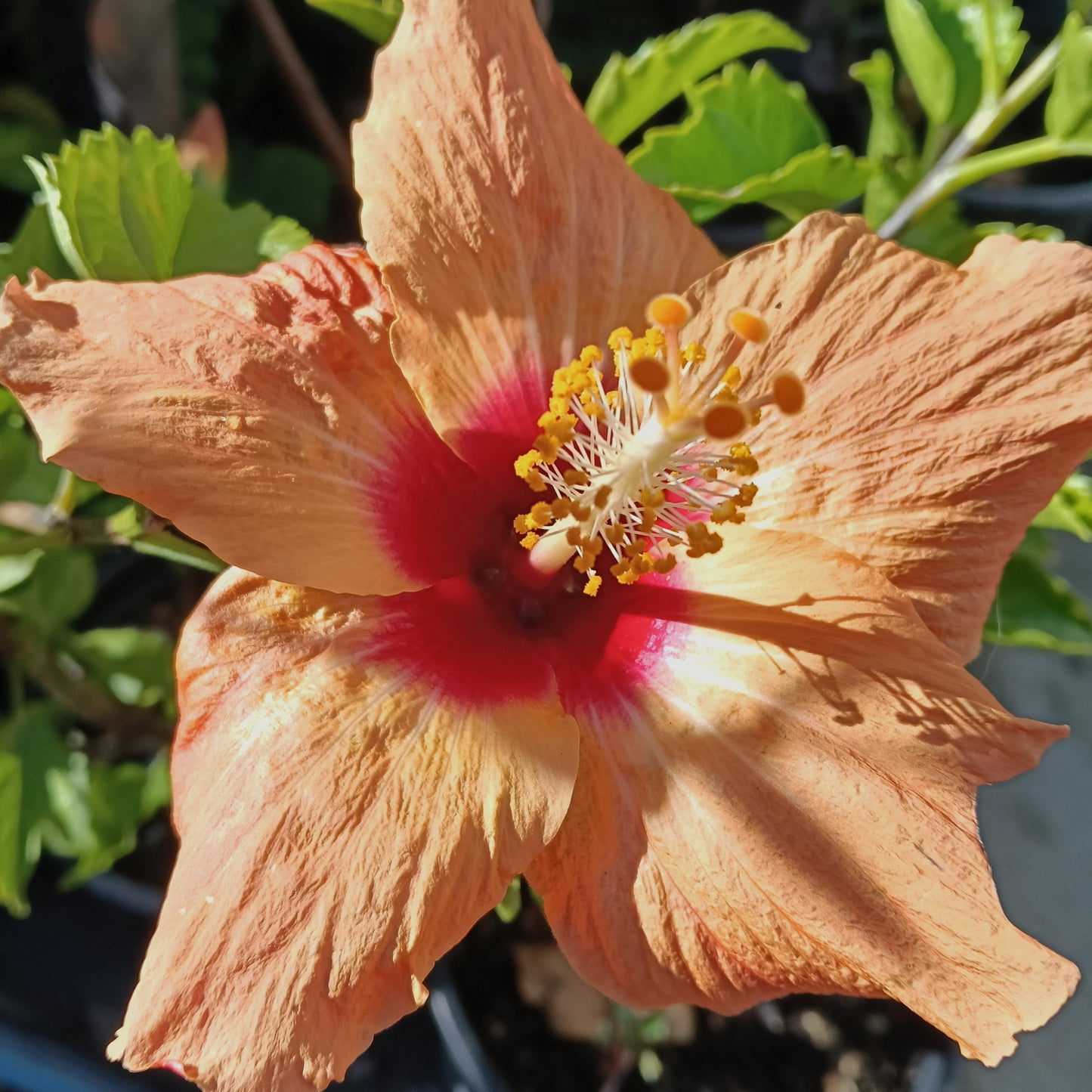 Hibiscus rosa-sinensis 'Tropical Peach' (Peach Hibiscus)