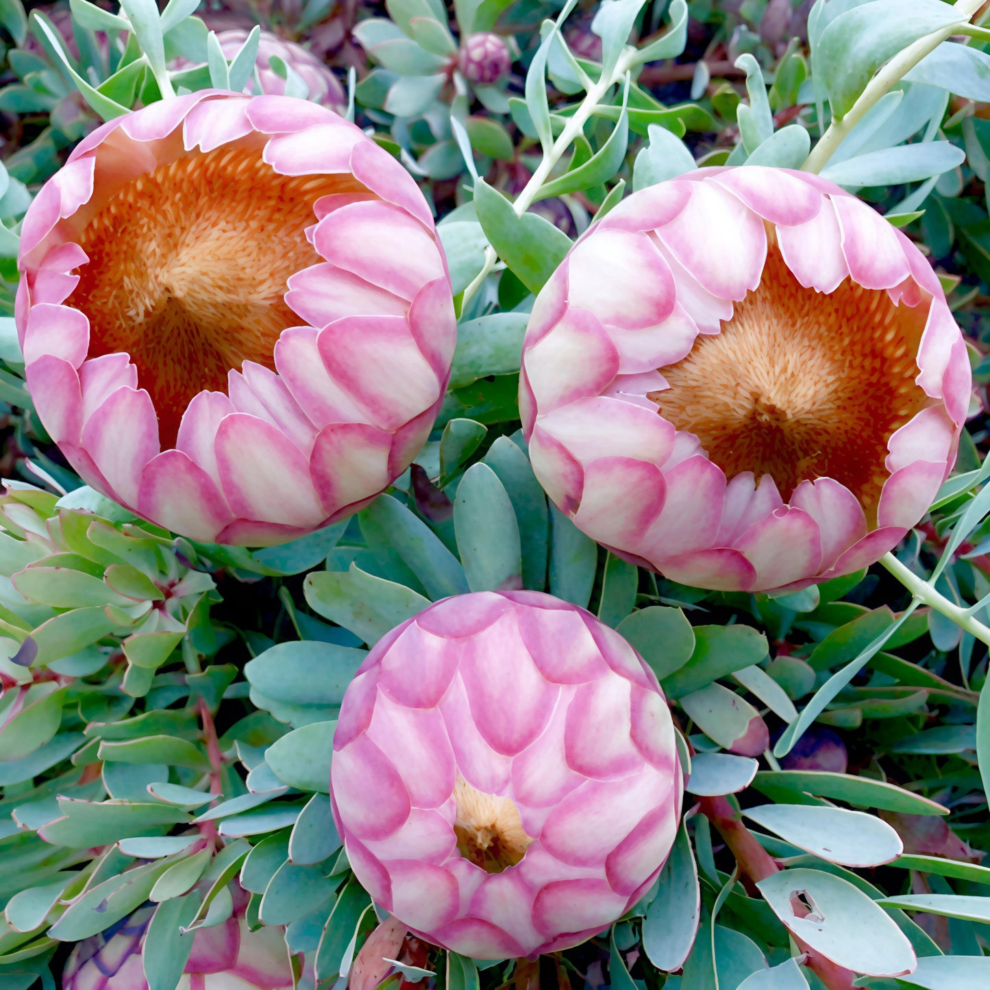 Protea sulphurea (Sulphur Sugarbush) S009