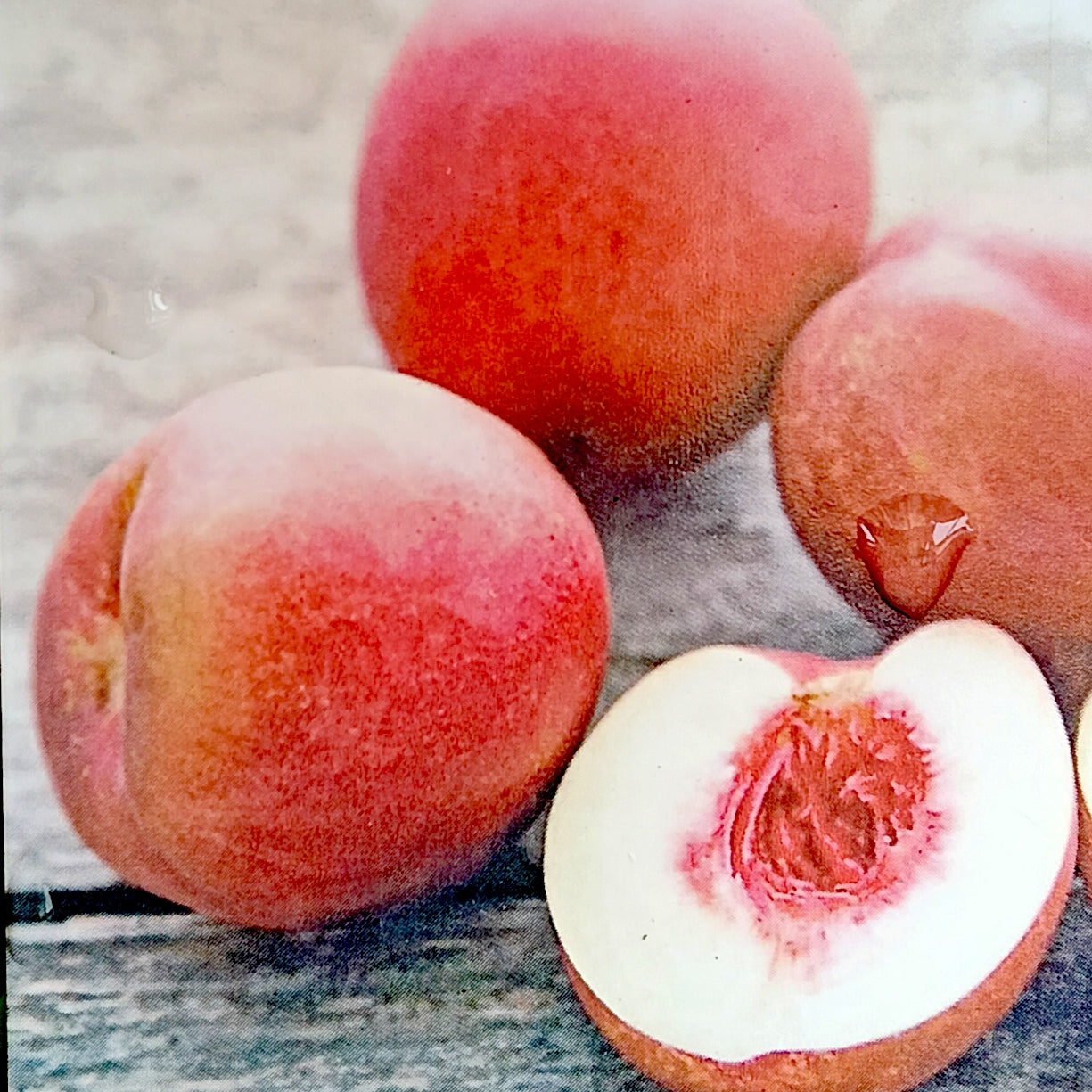 Prunus persica 'Cole' (Nectarine)