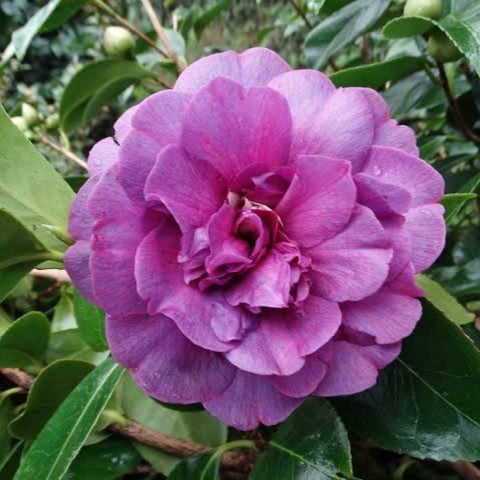 Camellia japonica 'Violet Bouquet' Pikirangi