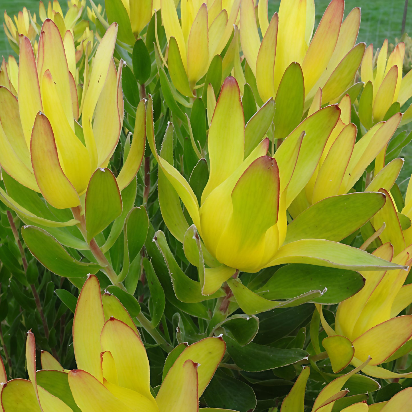 Leucadendron laureolum 'Rewa Gold' (Peninsula Conebush)