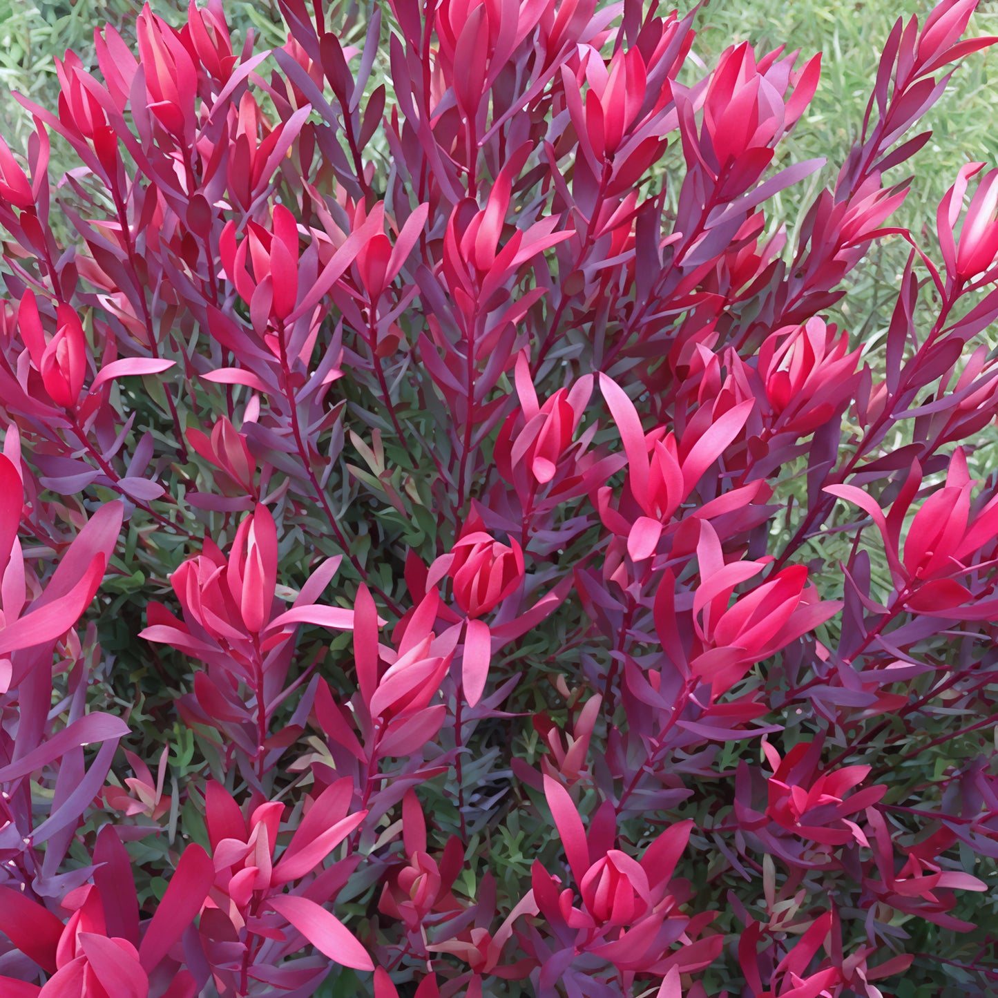 Leucadendron 'Plum Supreme' (Conebush) Pikirangi Online Garden Centre
