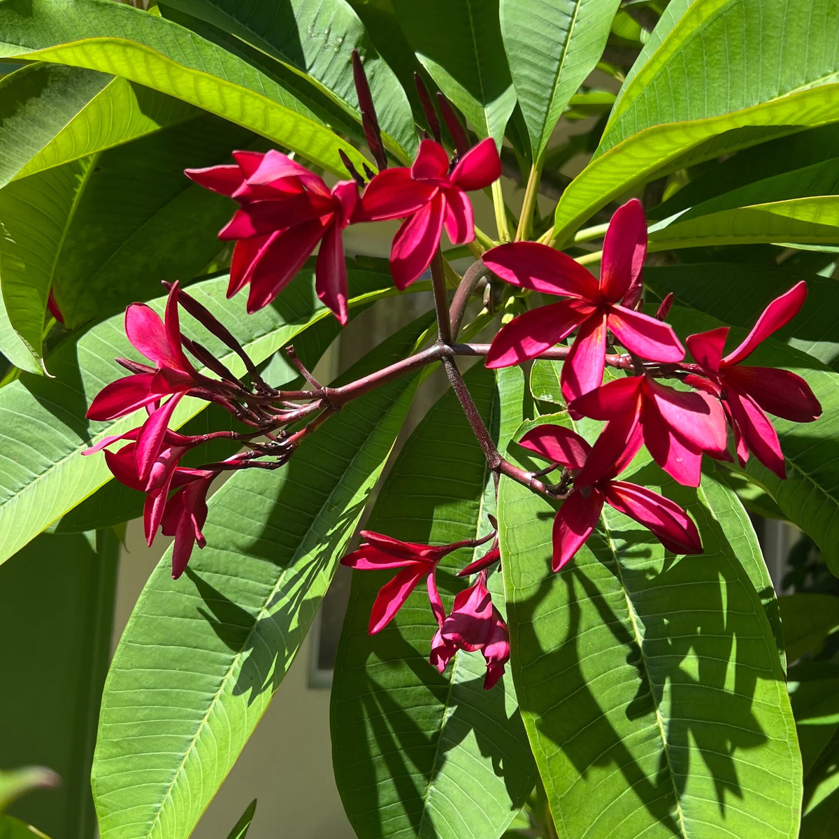 Plumeria rubra 'JB Fire' (Frangipani)