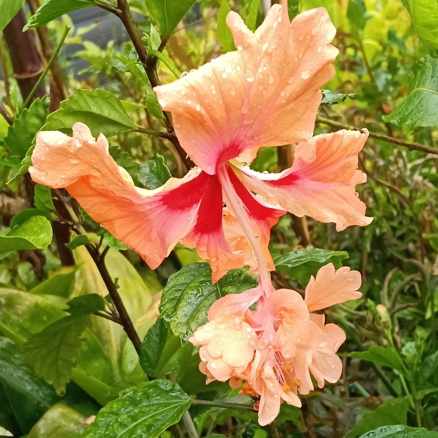 Hibiscus x rosa-sinensis 'El Capitolio Orange' Pikirangi