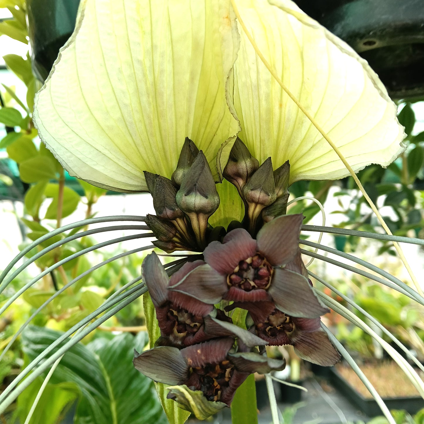 Tacca integrifolia (White Bat Flower)