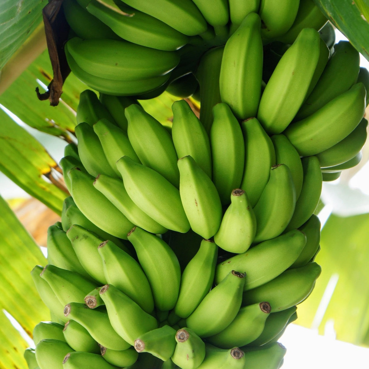 Musa 'Goldfinger' (Honduran Banana)