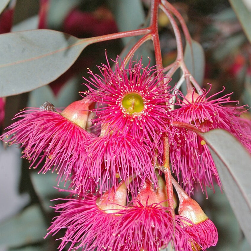 Eucalyptus sideroxylon 'Rosea' (Mugga Ironbark, Red Ironbark)