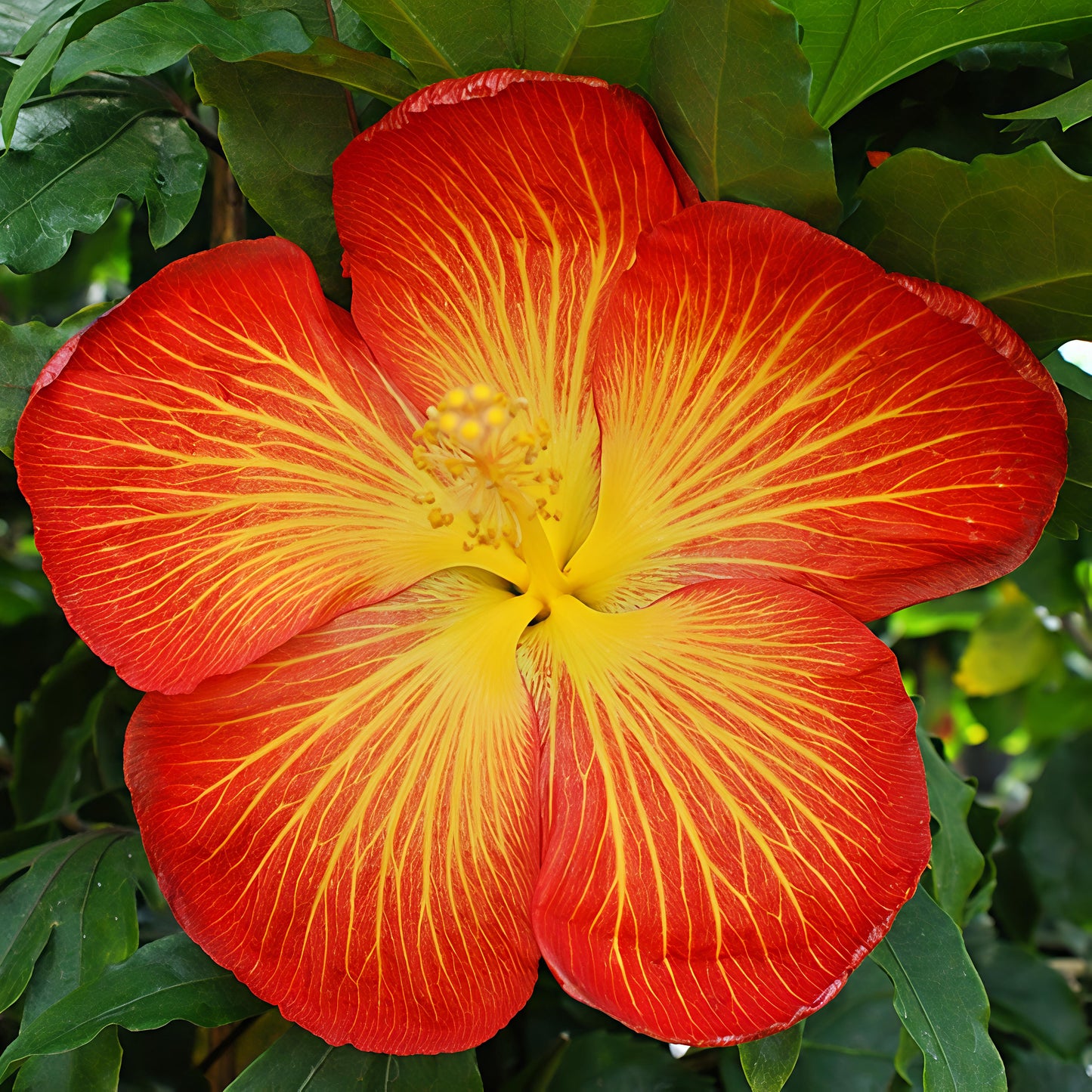 Hibiscus x rosa-sinensis 'Bright Lights'