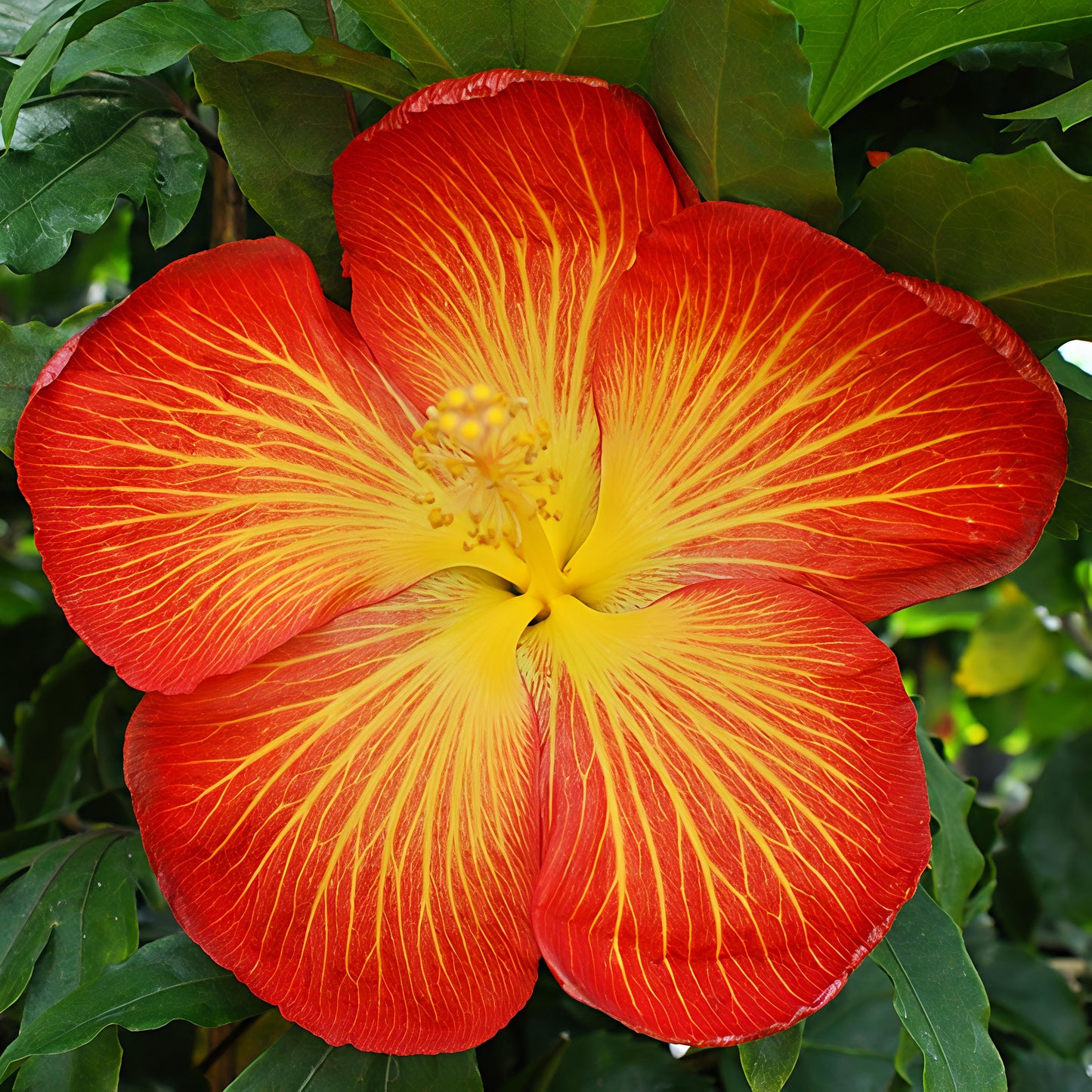 Hibiscus x rosa-sinensis 'Bright Lights' Pikirangi