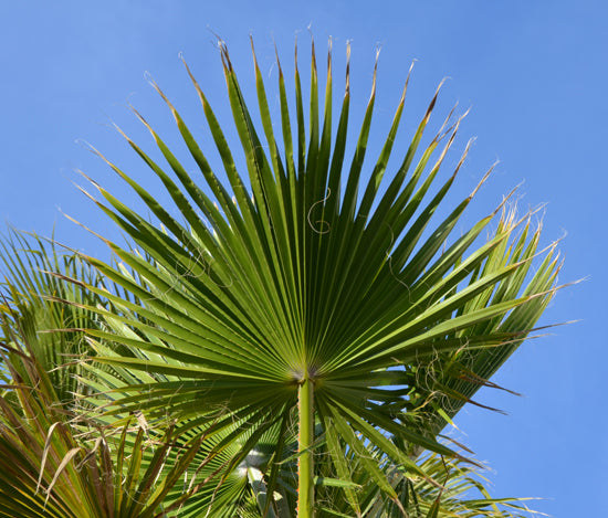 Washingtonia robusta (Mexican Fan Palm) S002