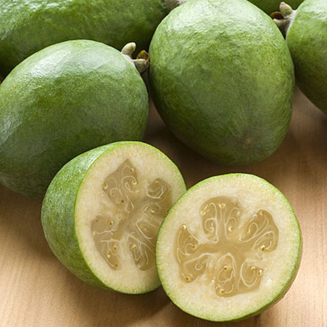Feijoa sellowiana 'White Goose' (Feijoa)
