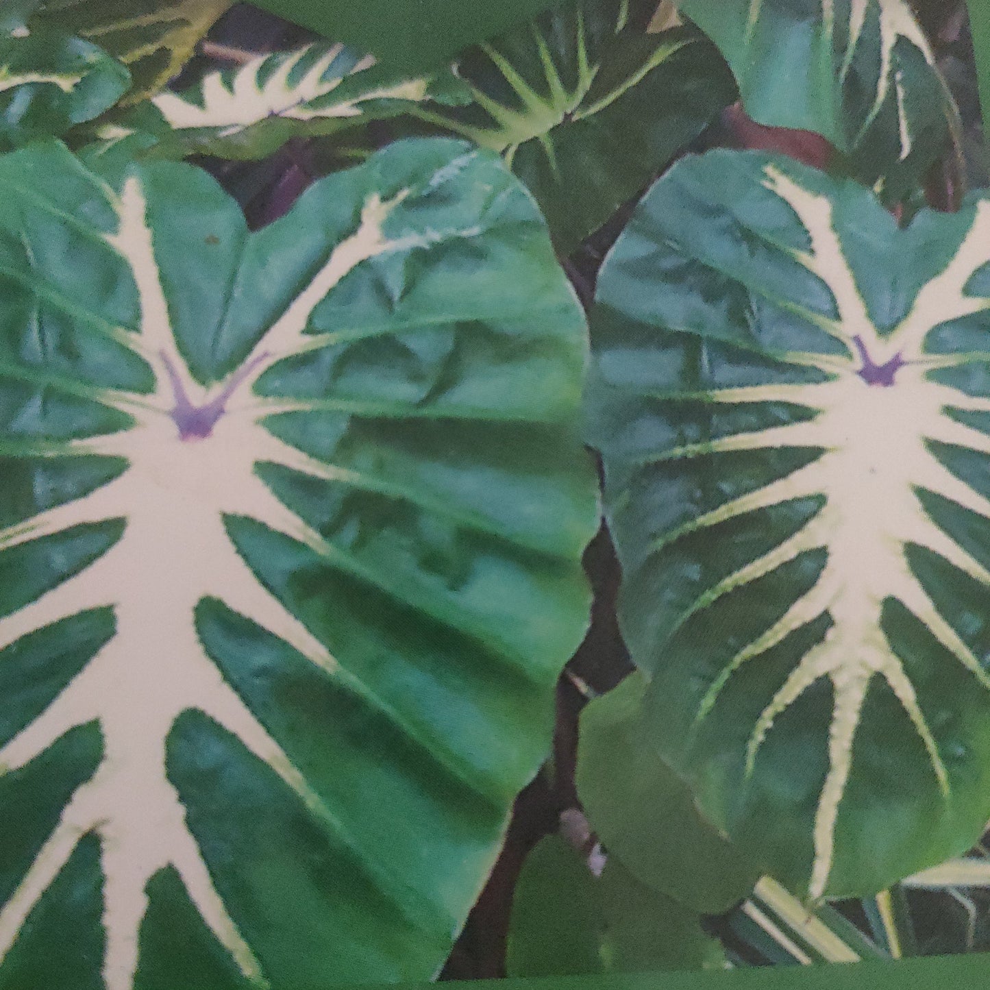 Colocasia esculenta 'White Lava' Pikirangi