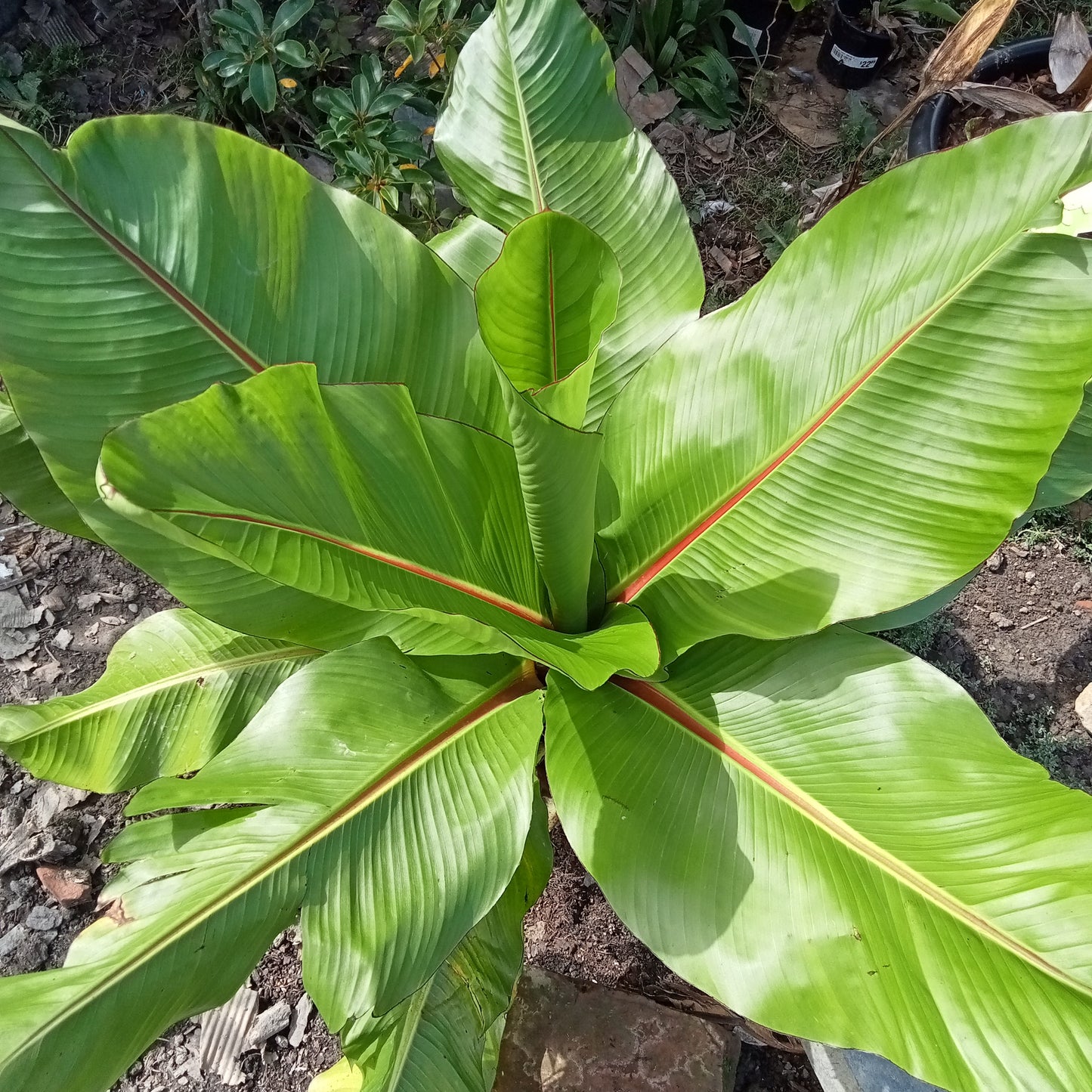 Ensete ventricosum (Ethiopian Banana, Abyssinian Banana)