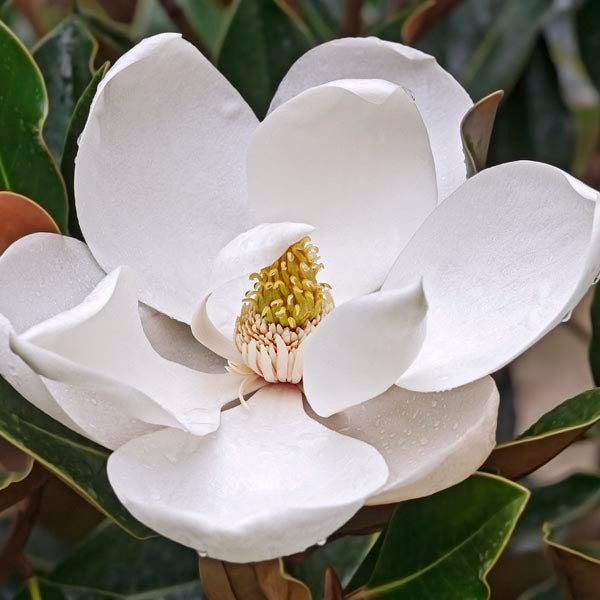 Magnolia grandiflora 'Blanchard' (Southern Magnolia) S001