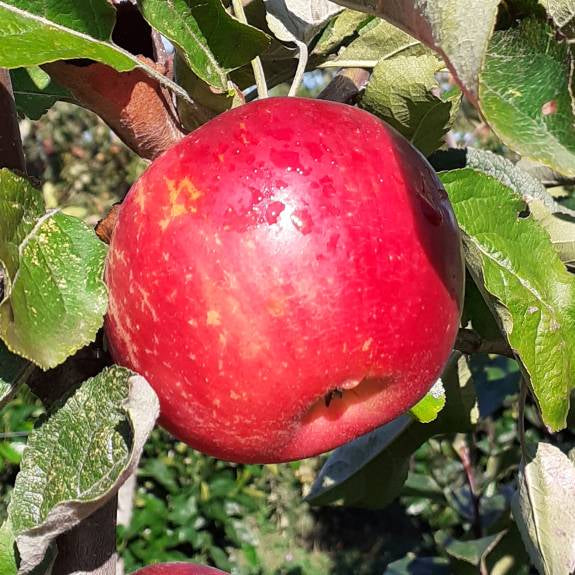 Malus domestica 'Akane' MM106 (Apple) Pikirangi