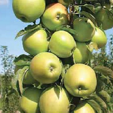 Malus domestica 'Bolero' M106 (Apple) Pikirangi