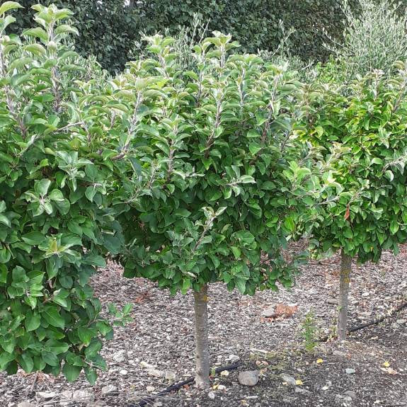 Malus domestica 'Croquella' (Apple) Pikirangi