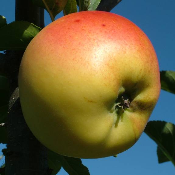 Malus domestica 'Harmonie' M26 (Apple) Pikirangi
