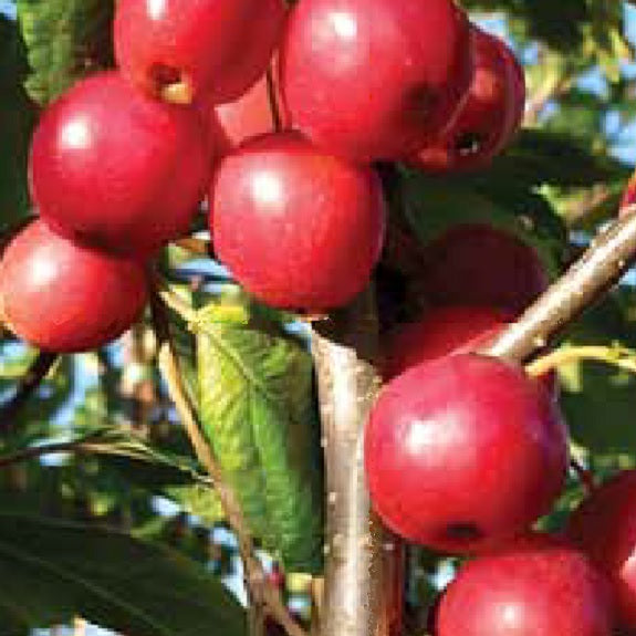 Malus domestica 'Maypole' M116 (Apple) Pikirangi