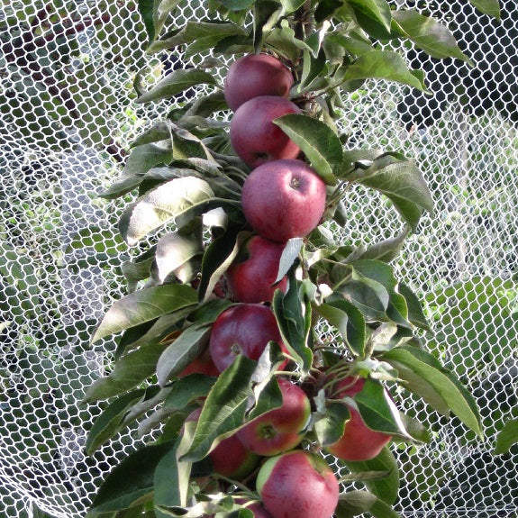 Malus domestica 'Scarlet Spire' M116 (Apple) Pikirangi