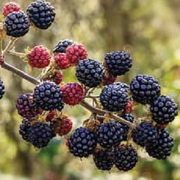 Rubus fruticosus (Blackberry 'Navaho') Pikirangi