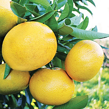 Citrus x paradisi 'Wheeny' (Grapefruit) Dwarf