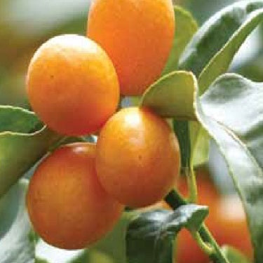 Citrus crassifolia 'Meiwa' (Kumquat)