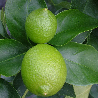 Citrus x latifolia 'Bearss' (Lime) Pikirangi