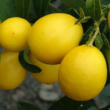 Citrus x floridana 'Eustis' (Limequat) Pikirangi
