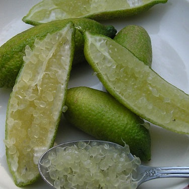 Citrus australasica (Finger Lime) S004