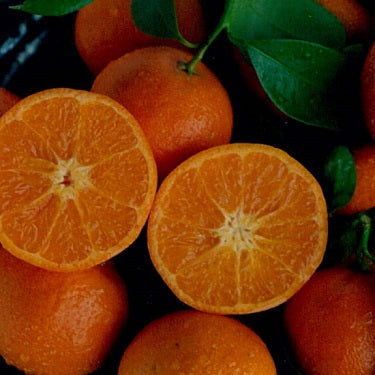 Citrus reticulata 'Bay Sweetie' (Mandarin) Pikirangi