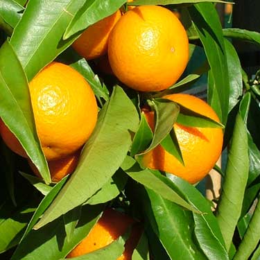 Citrus reticulata 'Clementine' (Mandarin) S001